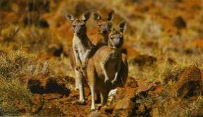 Red Kangaroos in their central Australian habitat